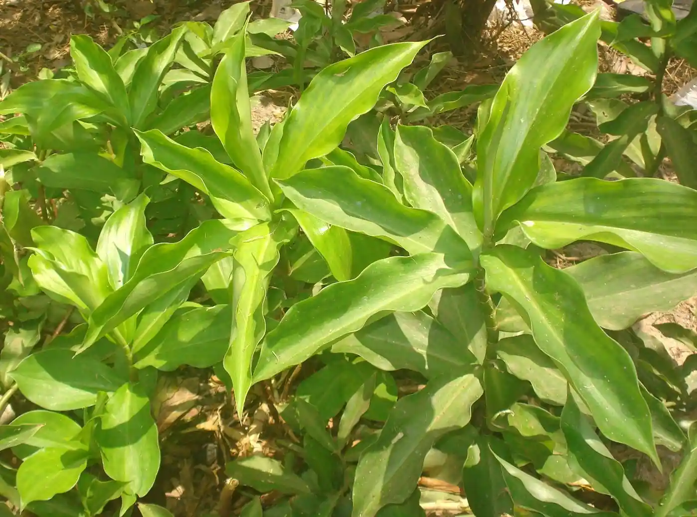 Insulin Plant (ઇન્સ્યુલિન પ્લાન્ટ)